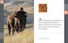 Laden Sie das Bild in den Galerie-Viewer, Erstaunliche Tiere (2014): Bison
