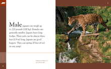 Laden Sie das Bild in den Galerie-Viewer, Amazing Animals (2014): Jaguare
