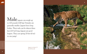 Amazing Animals (2014): Jaguars
