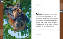 Laden Sie das Bild in den Galerie-Viewer, Amazing Animals (2014): Fledermäuse
