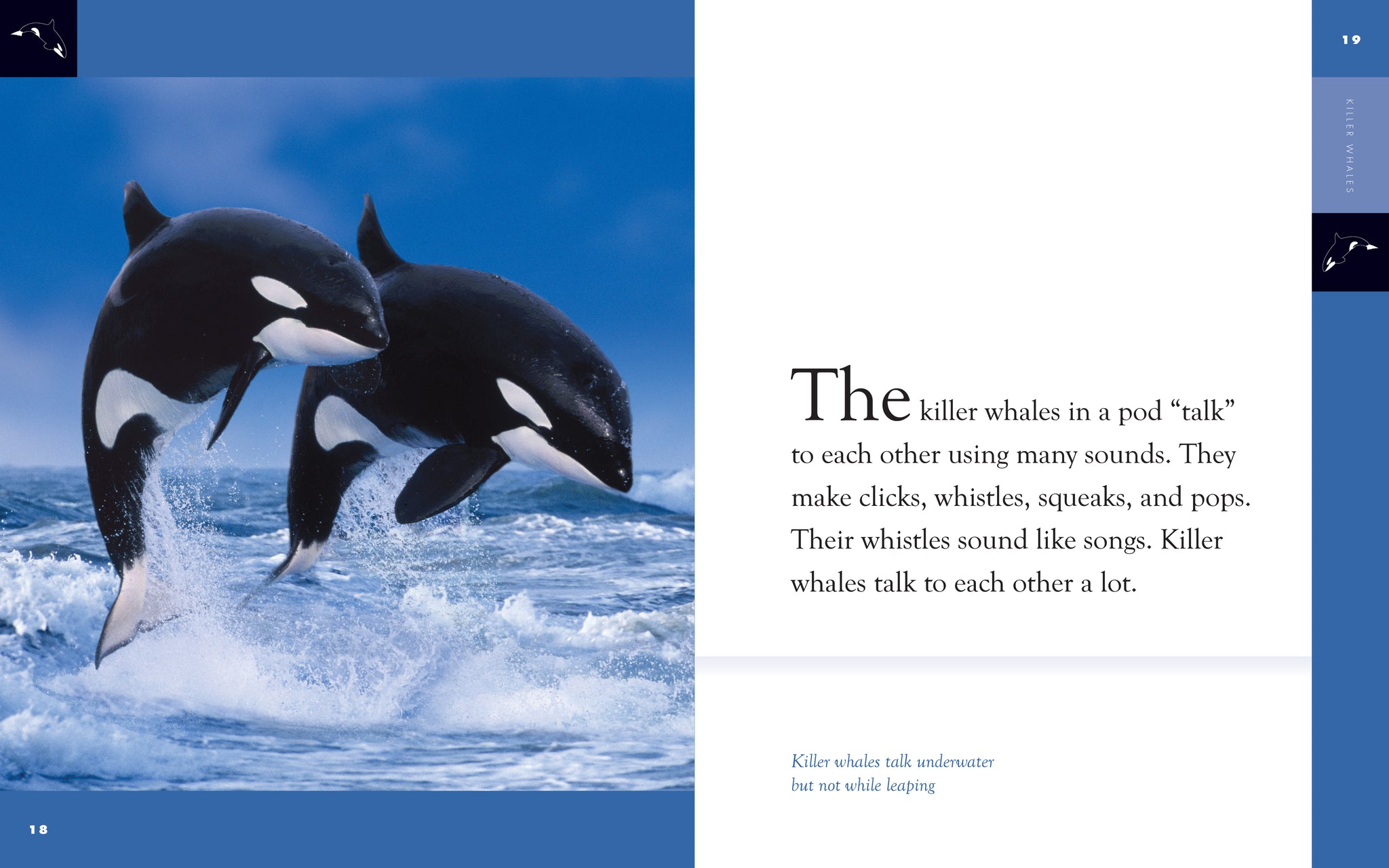 Killer Whales – The Creative Company