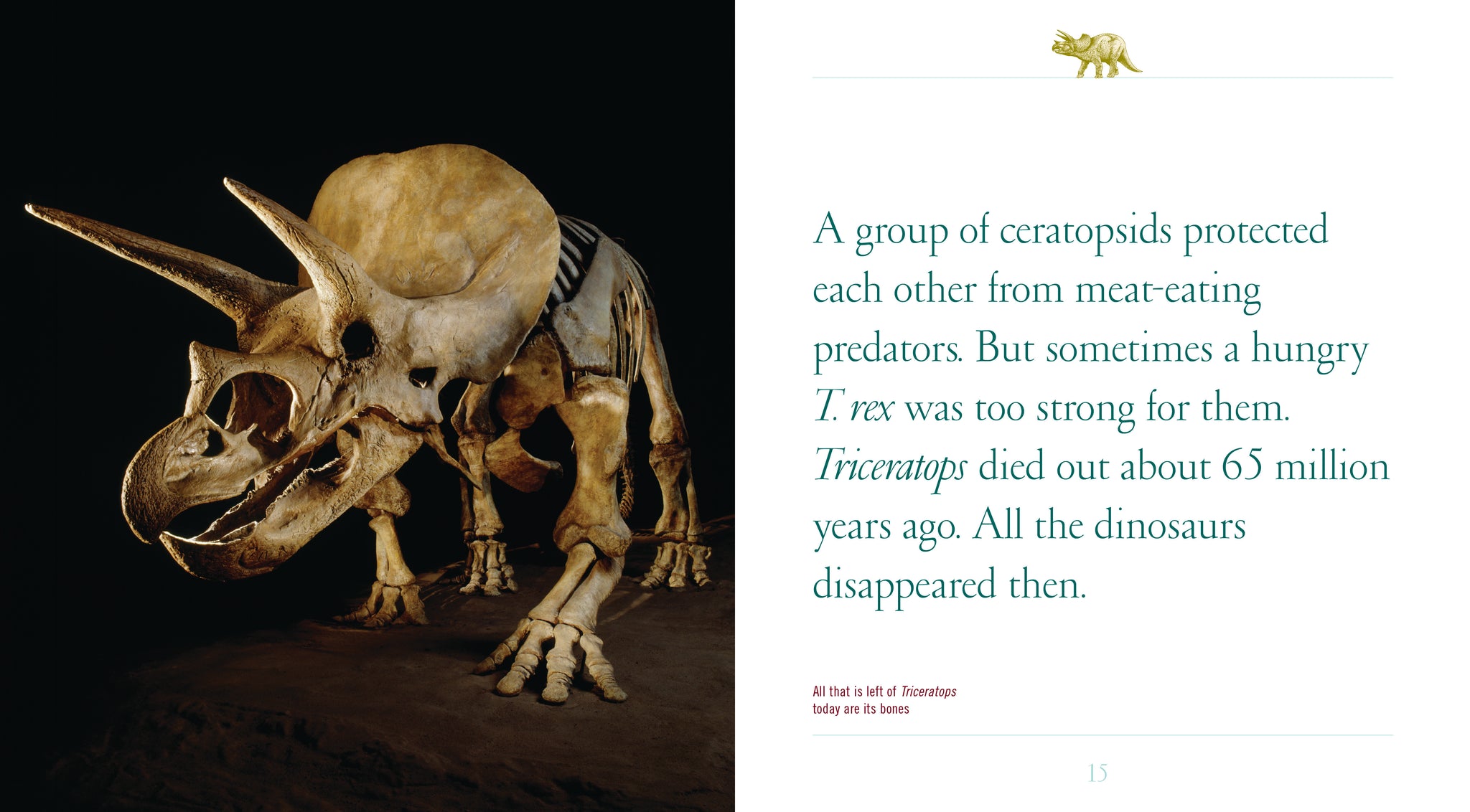 Tricertops – The Creative Company