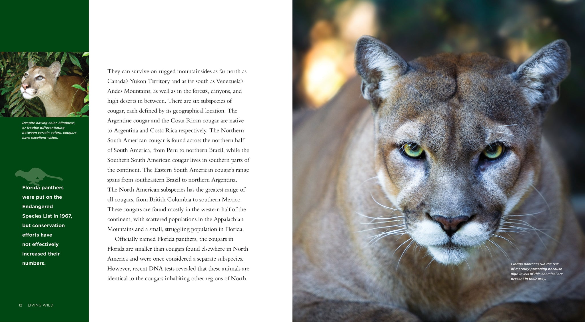 Cougars – The Creative Company
