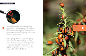 Grow with Me: Ladybug