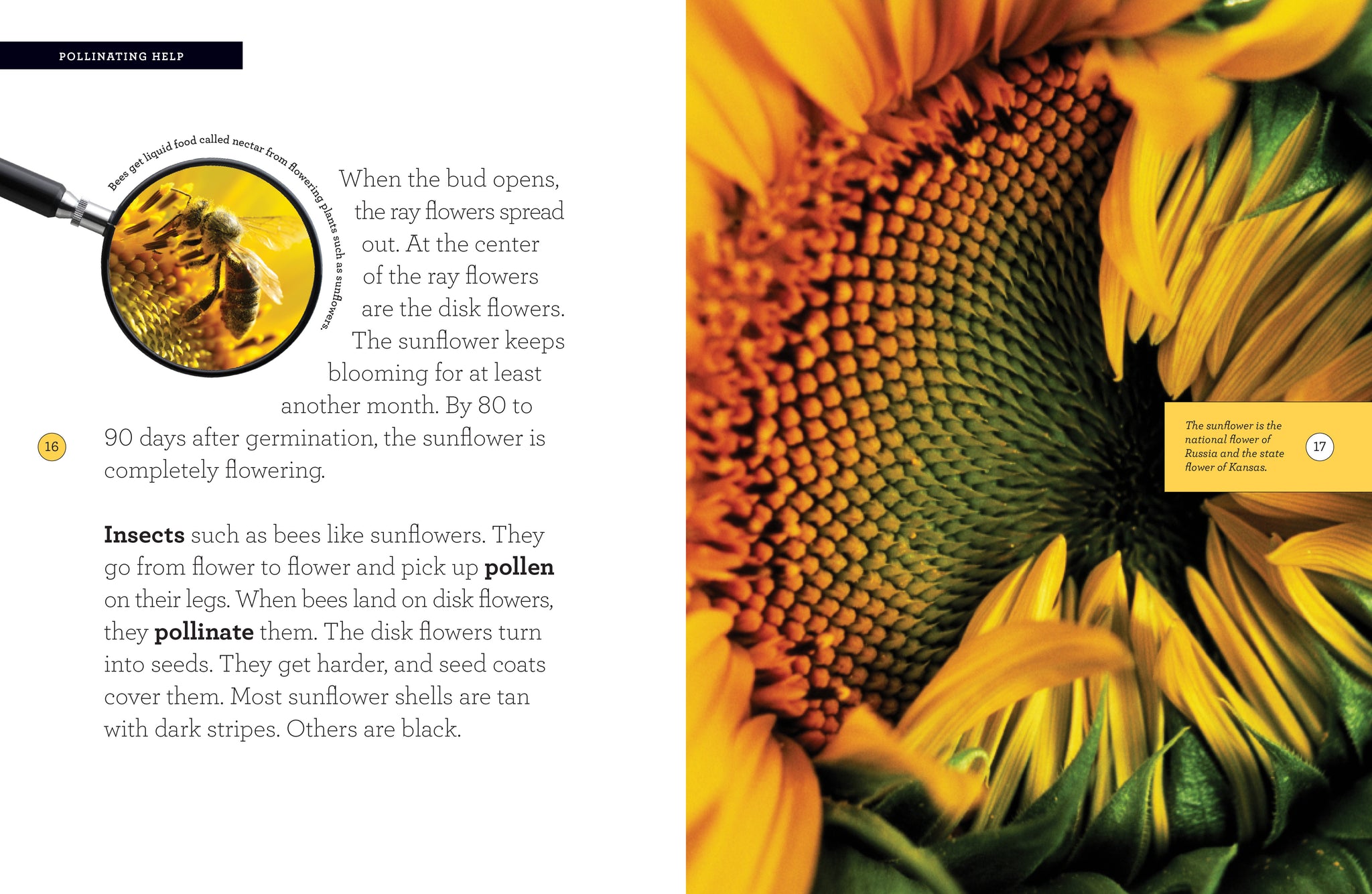 Sunflower – The Creative Company