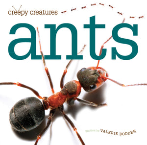 Gruselige Kreaturen: Ameisen
