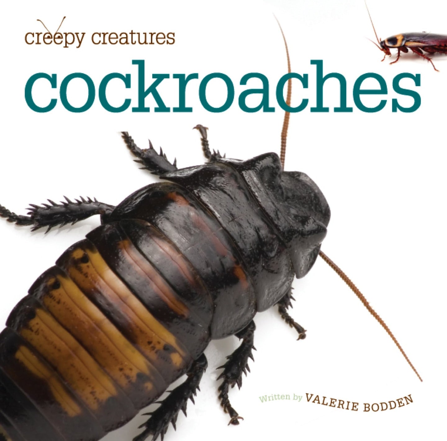 Gruselige Kreaturen: Kakerlaken