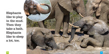 Laden Sie das Bild in den Galerie-Viewer, Sämlinge: Elefanten
