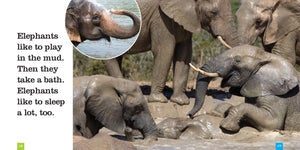 Sämlinge: Elefanten