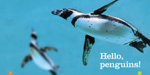 Laden Sie das Bild in den Galerie-Viewer, Sämlinge: Pinguine
