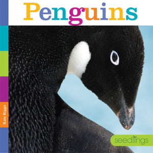 Seedlings: Penguins