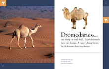 Laden Sie das Bild in den Galerie-Viewer, Amazing Animals (2014): Kamele
