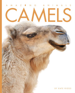 Amazing Animals (2014): Kamele