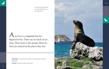Laden Sie das Bild in den Galerie-Viewer, Amazing Animals (2014): Seelöwen
