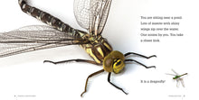 Laden Sie das Bild in den Galerie-Viewer, Gruselige Kreaturen: Libellen
