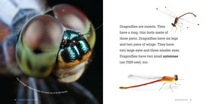 Creepy Creatures: Dragonflies