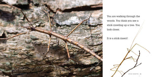 Creepy Creatures: Stick Insects