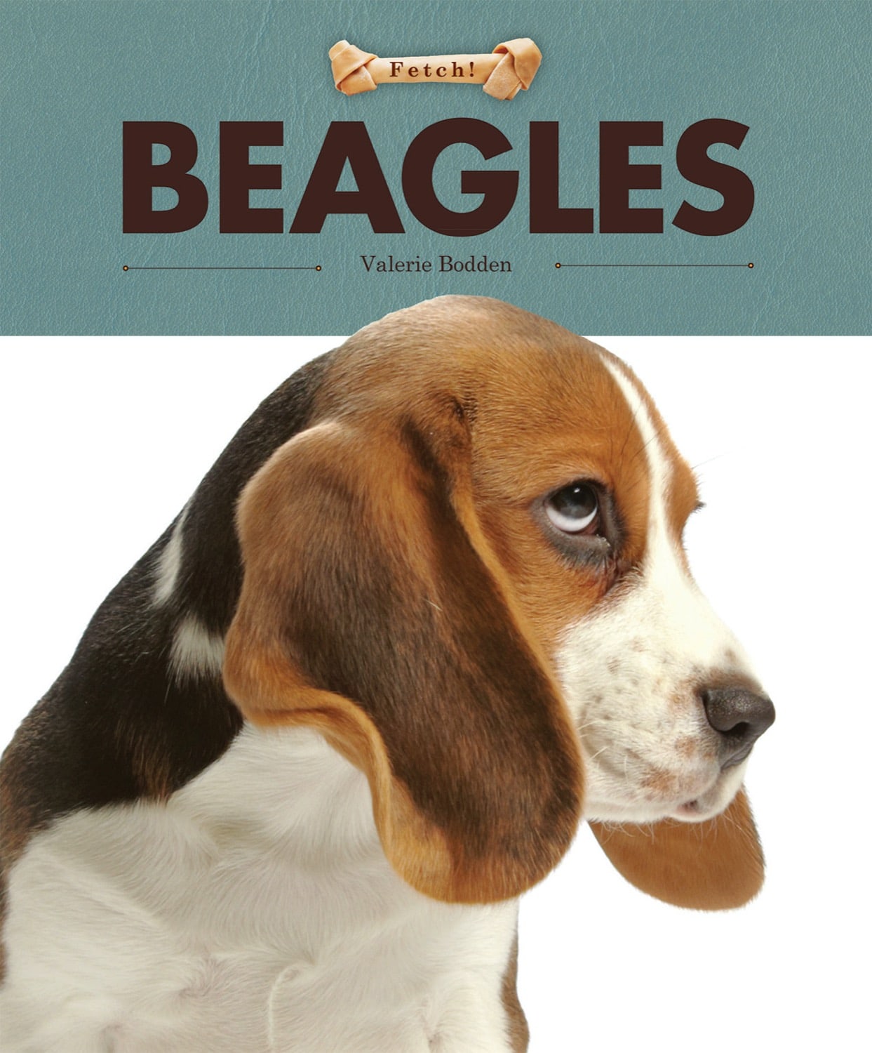 Beagle fetch sale