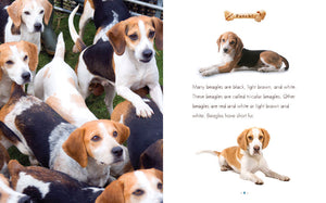 Fetch!: Beagles