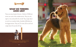 Fetch!: Terriers