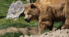 Laden Sie das Bild in den Galerie-Viewer, Living Wild - Classic Edition: Braunbären
