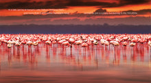 Laden Sie das Bild in den Galerie-Viewer, Living Wild - Classic Edition: Flamingos
