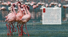 Laden Sie das Bild in den Galerie-Viewer, Living Wild - Classic Edition: Flamingos
