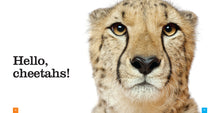Laden Sie das Bild in den Galerie-Viewer, Sämlinge: Geparden
