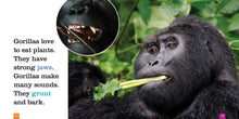Laden Sie das Bild in den Galerie-Viewer, Sämlinge: Gorillas
