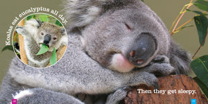 Manuels de puériculture Koala - Manuels+