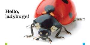 Seedlings: Ladybugs