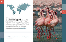 Laden Sie das Bild in den Galerie-Viewer, Erstaunliche Tiere (2014): Flamingos
