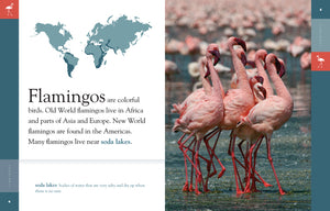 Erstaunliche Tiere (2014): Flamingos