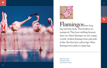 Laden Sie das Bild in den Galerie-Viewer, Erstaunliche Tiere (2014): Flamingos
