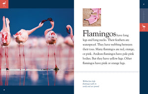 Erstaunliche Tiere (2014): Flamingos