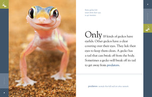 Erstaunliche Tiere (2014): Geckos