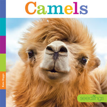 Laden Sie das Bild in den Galerie-Viewer, Sämlinge: Kamele
