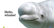 Laden Sie das Bild in den Galerie-Viewer, Sämlinge: Wale
