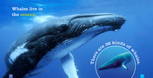 Laden Sie das Bild in den Galerie-Viewer, Sämlinge: Wale
