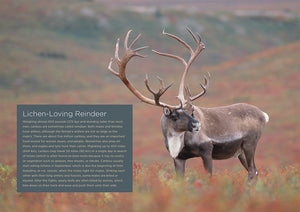 Odysseys in Nature: Arctic Tundra Food Chain, An
