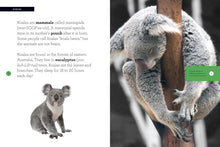 Laden Sie das Bild in den Galerie-Viewer, Wachse mit mir: Koala
