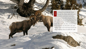 Living Wild - Classic Edition: Bighorn Sheep