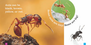 Sämlinge: Ameisen