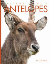 Laden Sie das Bild in den Galerie-Viewer, Amazing Animals (2014): Antilopen
