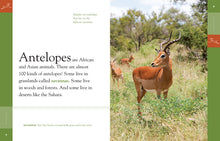 Laden Sie das Bild in den Galerie-Viewer, Amazing Animals (2014): Antilopen
