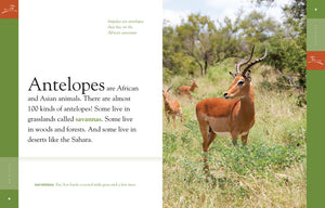 Amazing Animals (2014): Antelopes