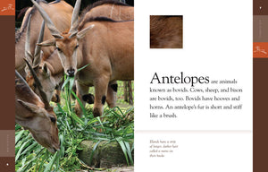 Amazing Animals (2014): Antilopen