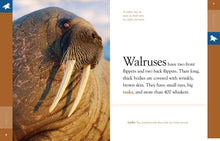 Laden Sie das Bild in den Galerie-Viewer, Amazing Animals (2014): Walrosse
