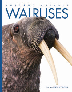 Amazing Animals (2014): Walruses