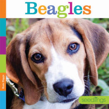Laden Sie das Bild in den Galerie-Viewer, Sämlinge: Beagles
